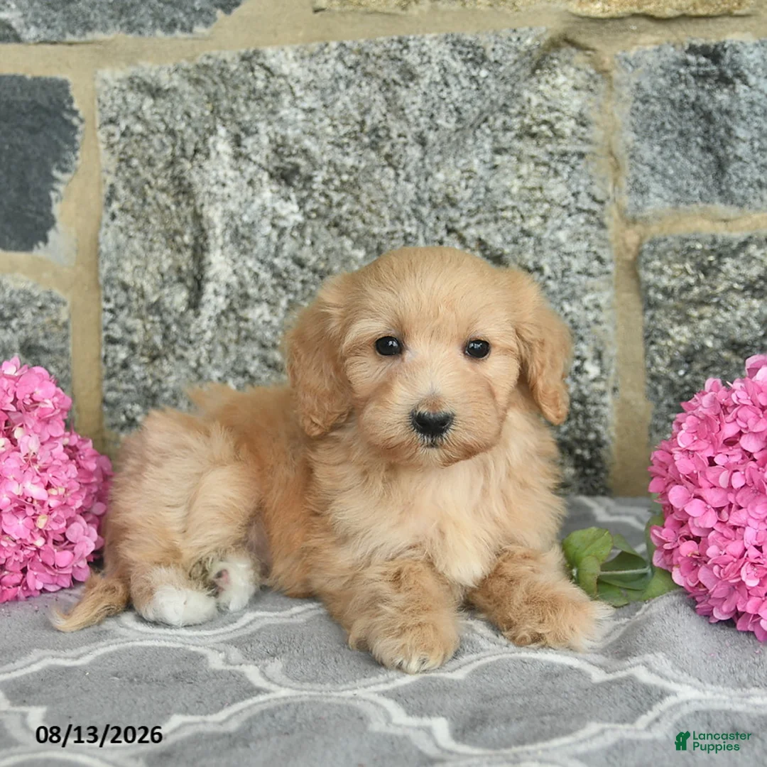 Maltipoo dogs for sale: Ember  - Ad 2