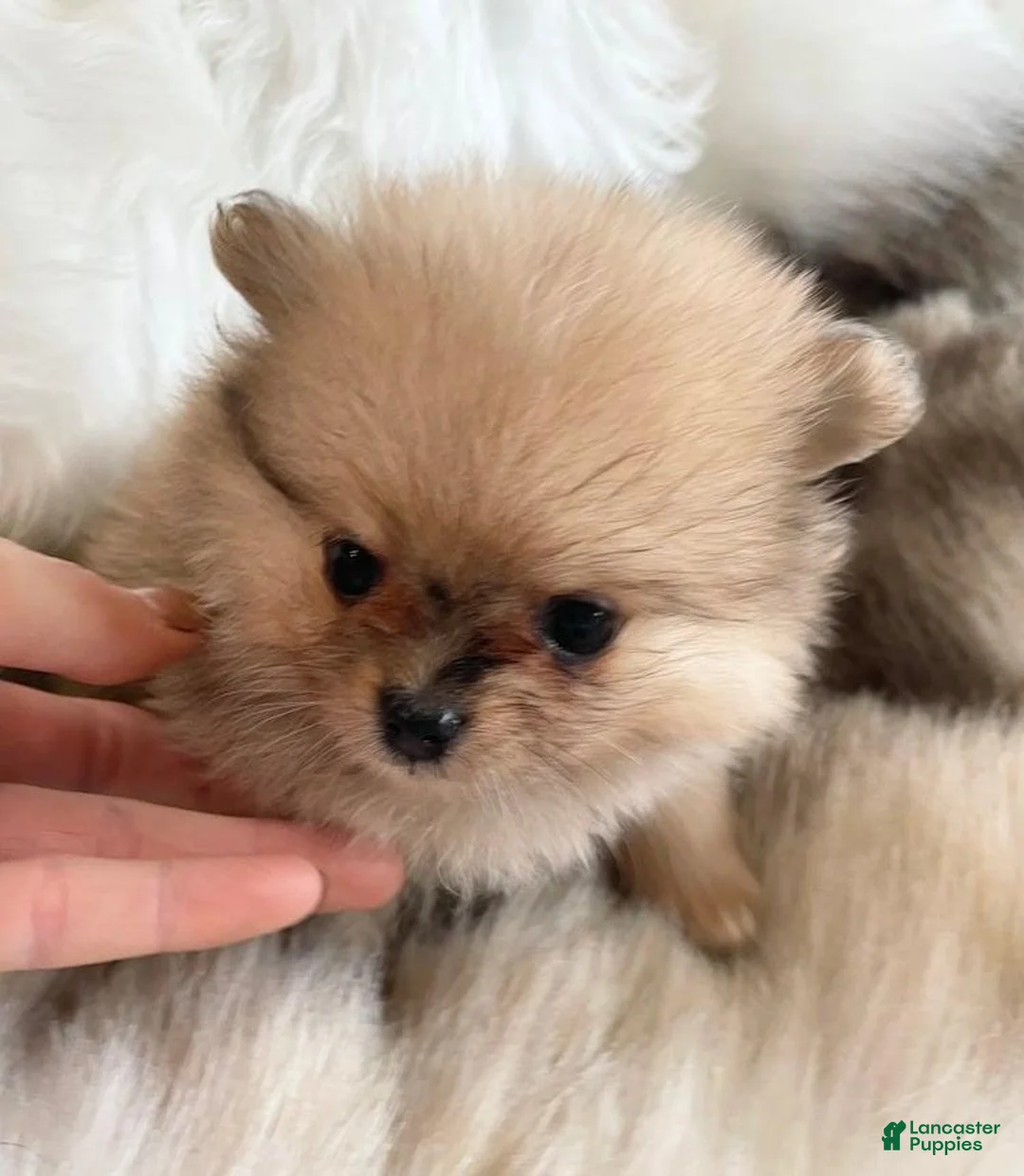 Pomeranian dogs for sale: Kayla - Ad 11