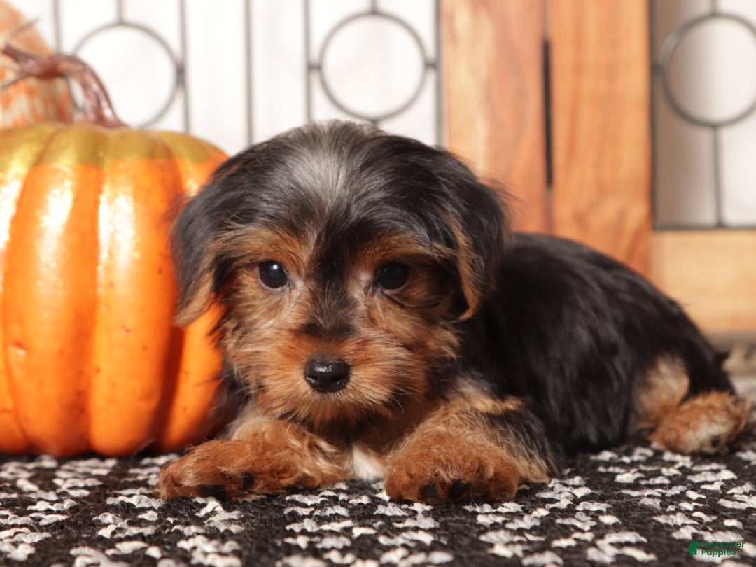 Yorkshire Terrier dogs for sale: Sassy - ACA Female Yorkie  - Ad 4