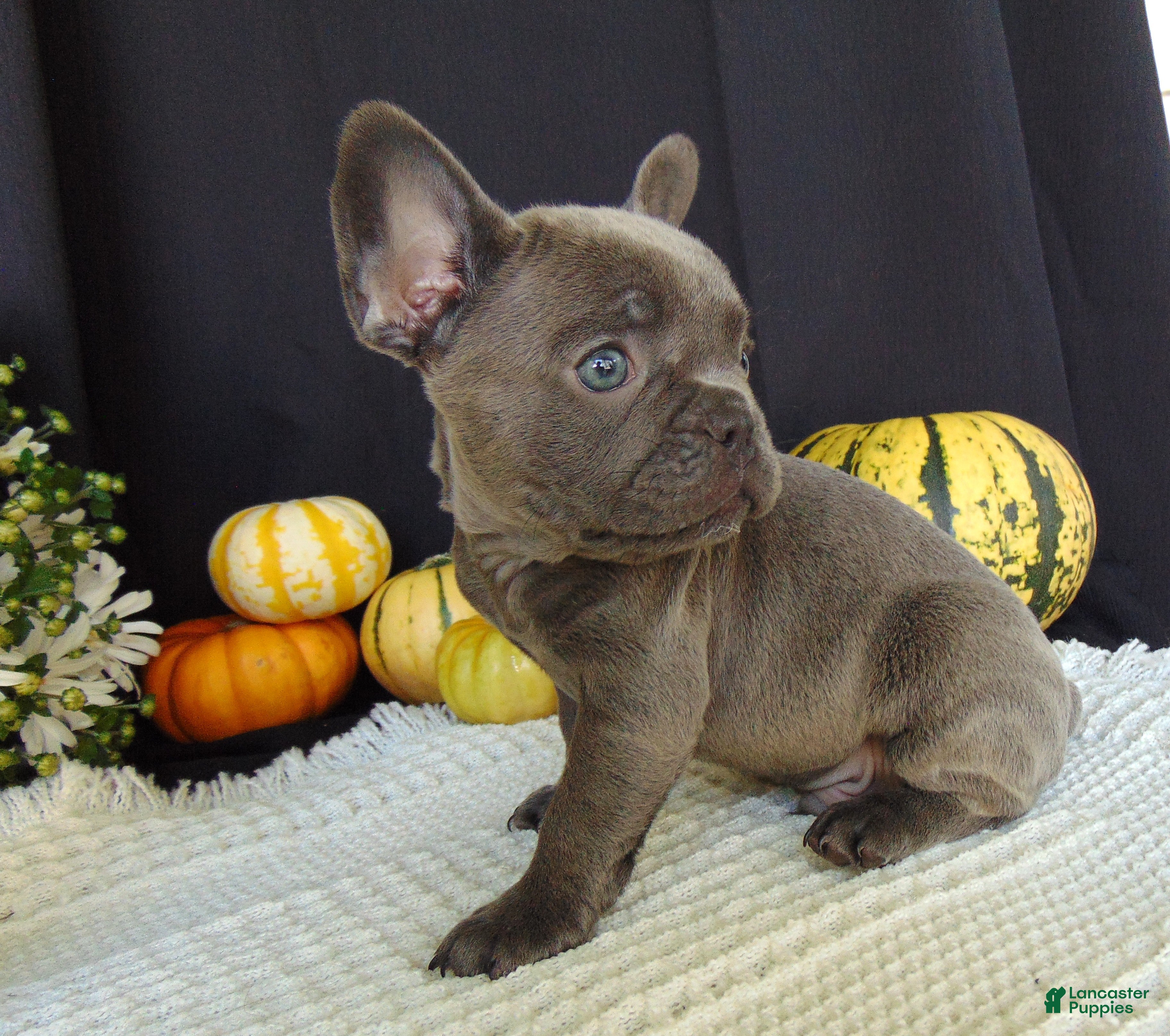 French Bulldog dogs Manny - Ad 2