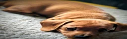 Miniature Dachshund dogs for sale: Frankie - Ad 4