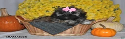Shihpoo dogs for sale: Tessie - Ad 5
