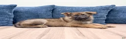 German Shepherd dogs for sale: Jasper - Ad 3