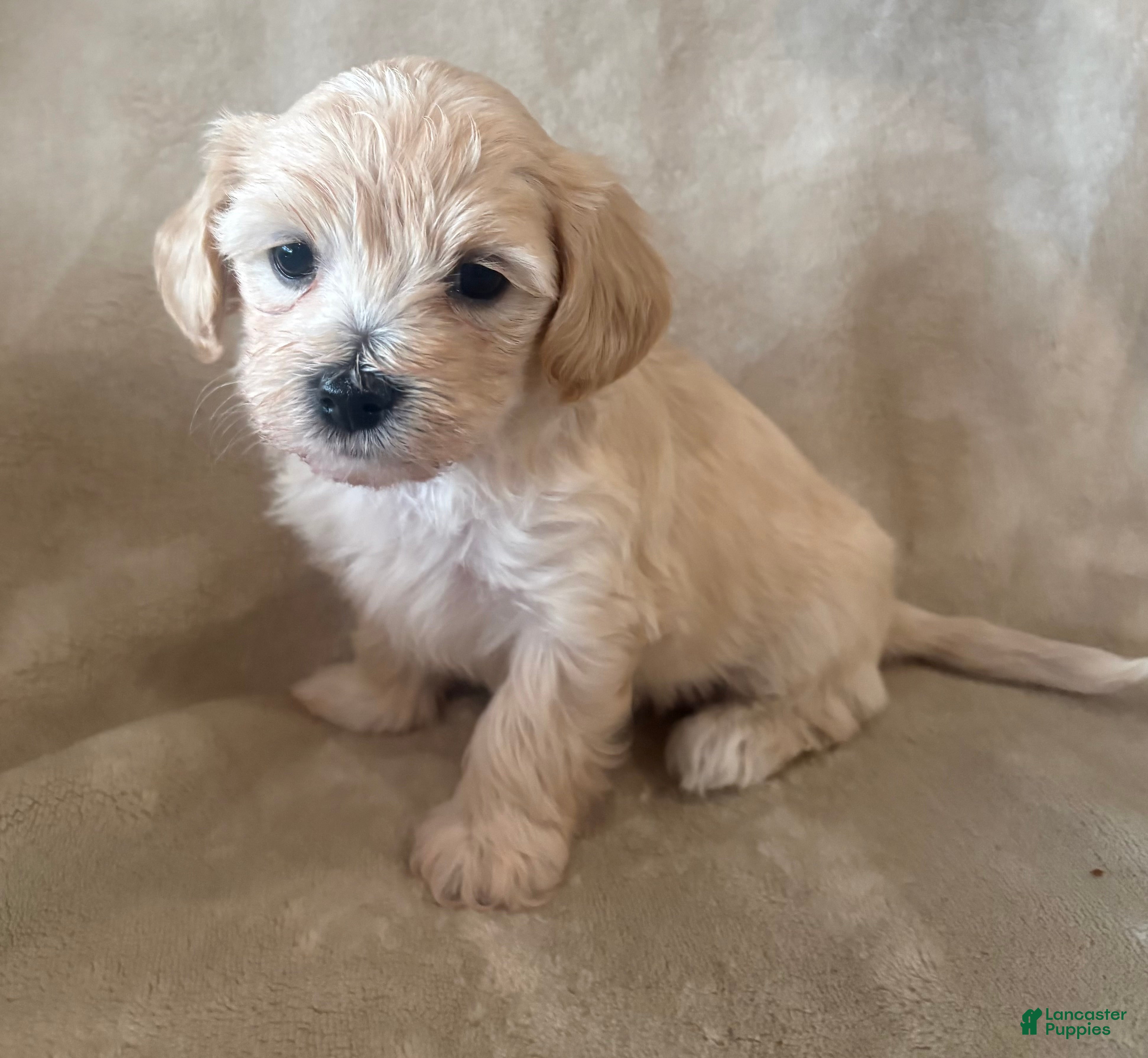 Maltipoo dogs Cookie - Ad 1