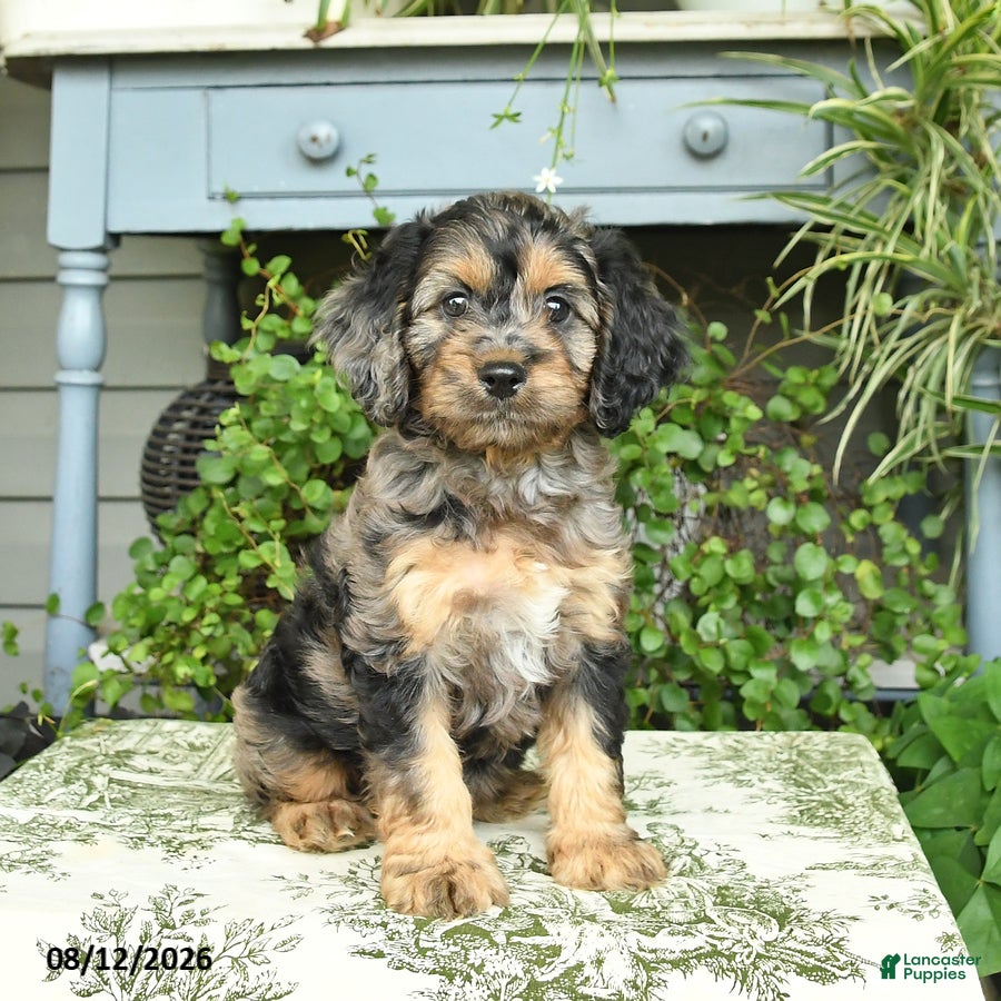 Cockapoo dogs Benji - Ad 1