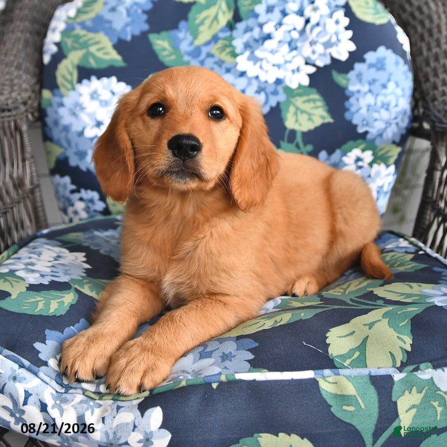 Golden Retriever dogs Pippa - Ad 1