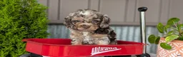 Cockapoo dogs for sale: Benji - Ad 9