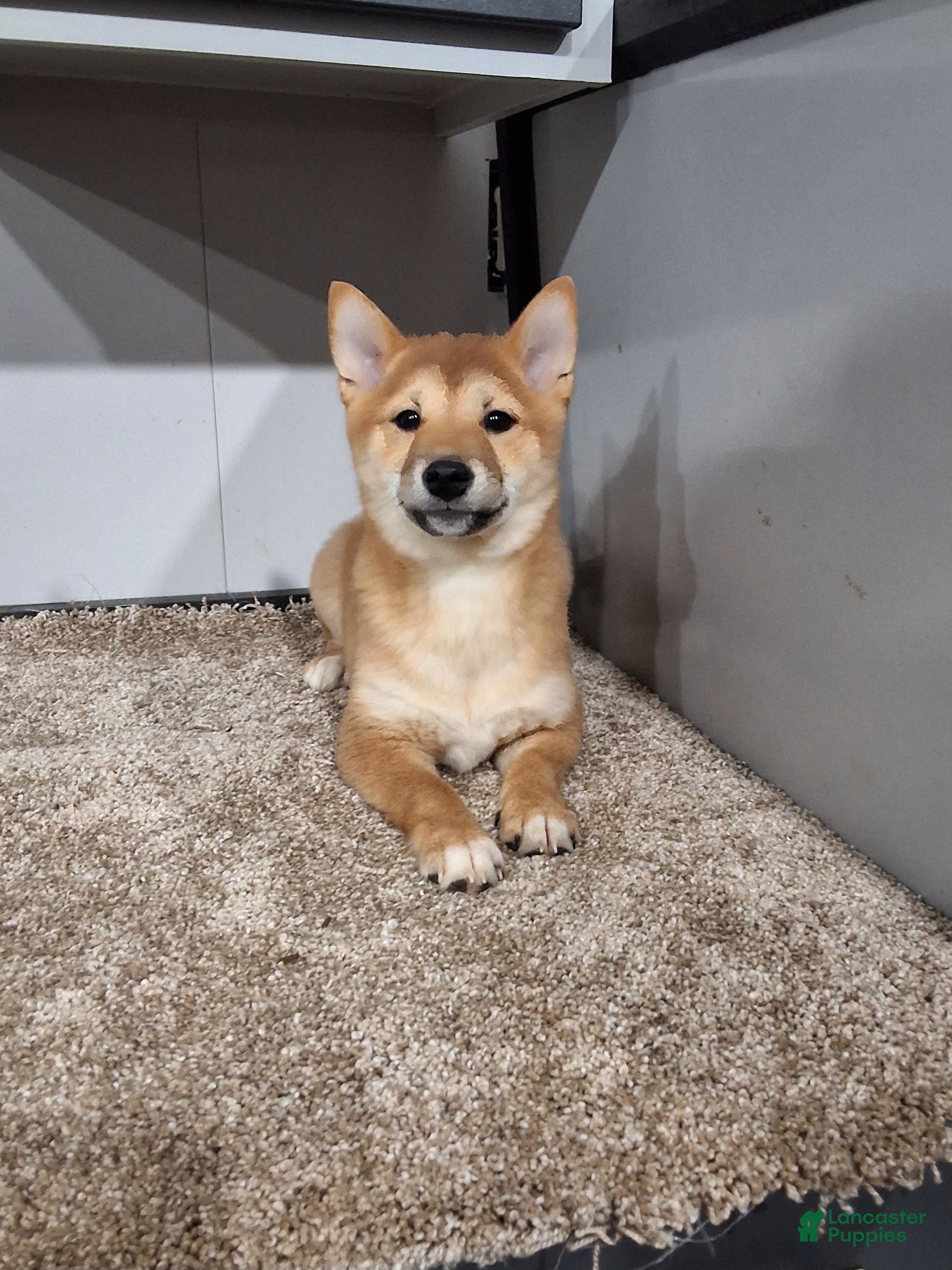 Shiba Inu dogs Tina - Ad 2
