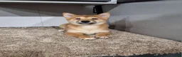 Shiba Inu dogs for sale: Tina - Ad 2