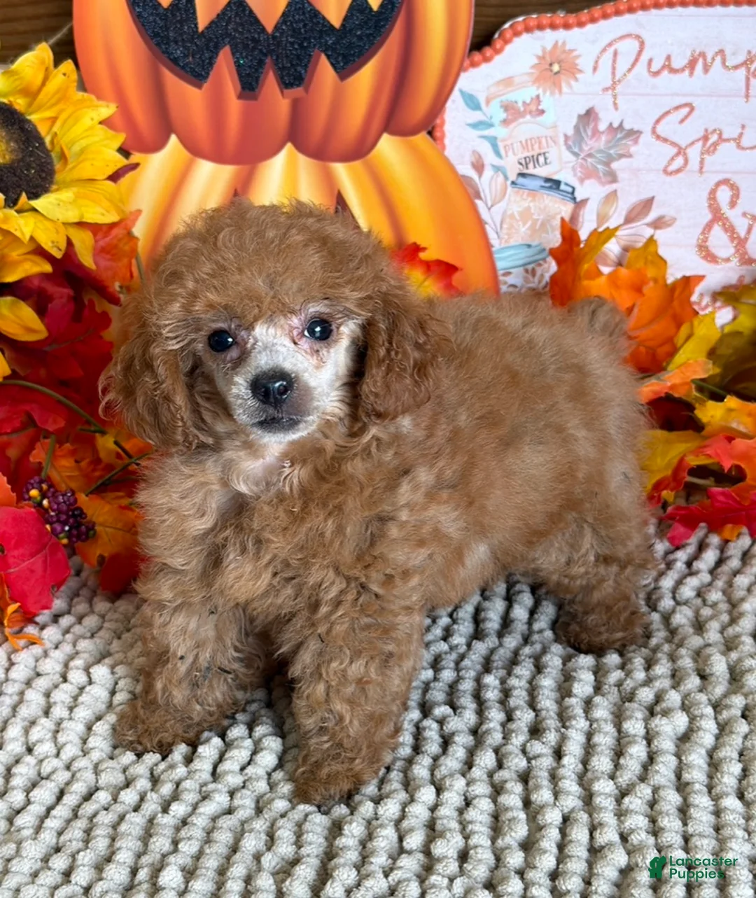 Toy Poodle dogs for sale: Rose - Ad 3
