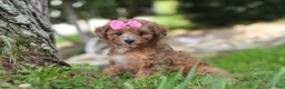 Miniature Poodle dogs for sale: Mocha - Ad 4