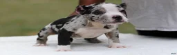 American Bully dogs for sale: Black Merle Female - Ad 6