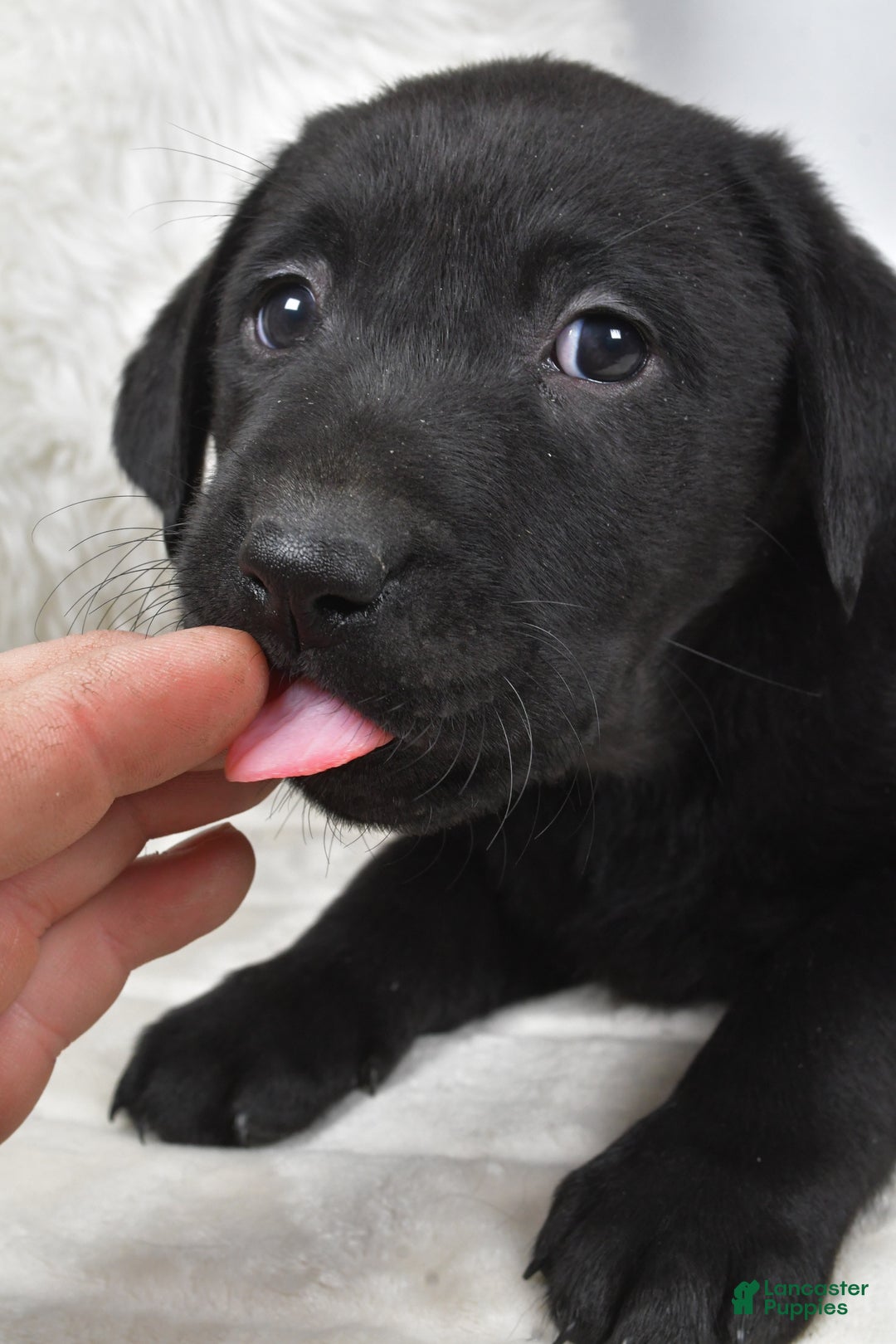 Labrador Retriever dogs for sale: Lucy - Ad 7