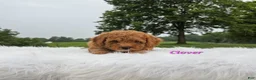 Cavapoo dogs for sale: Clover - Ad 3
