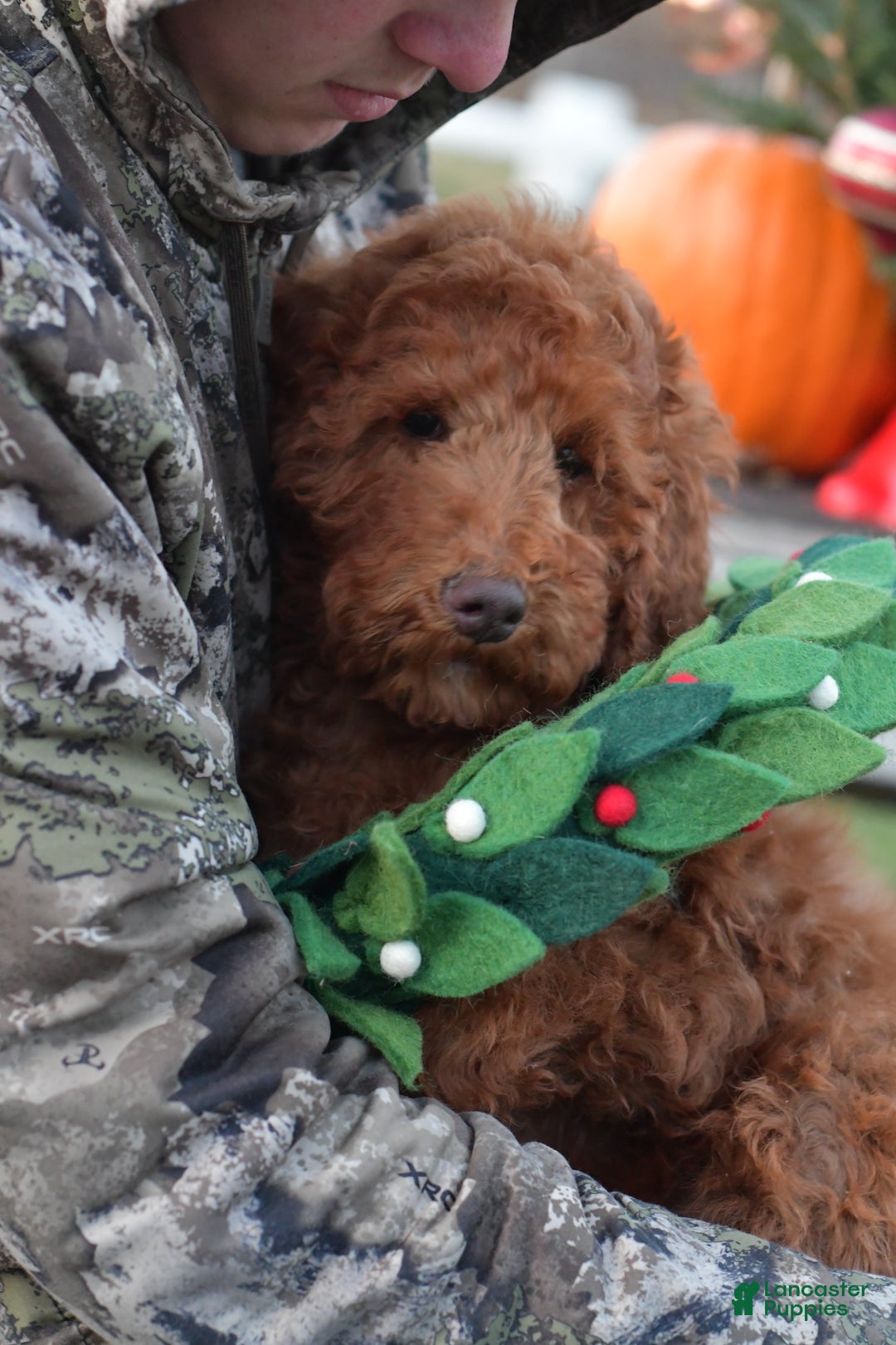 Standard Poodle dogs for sale: Clifford  - Ad 26