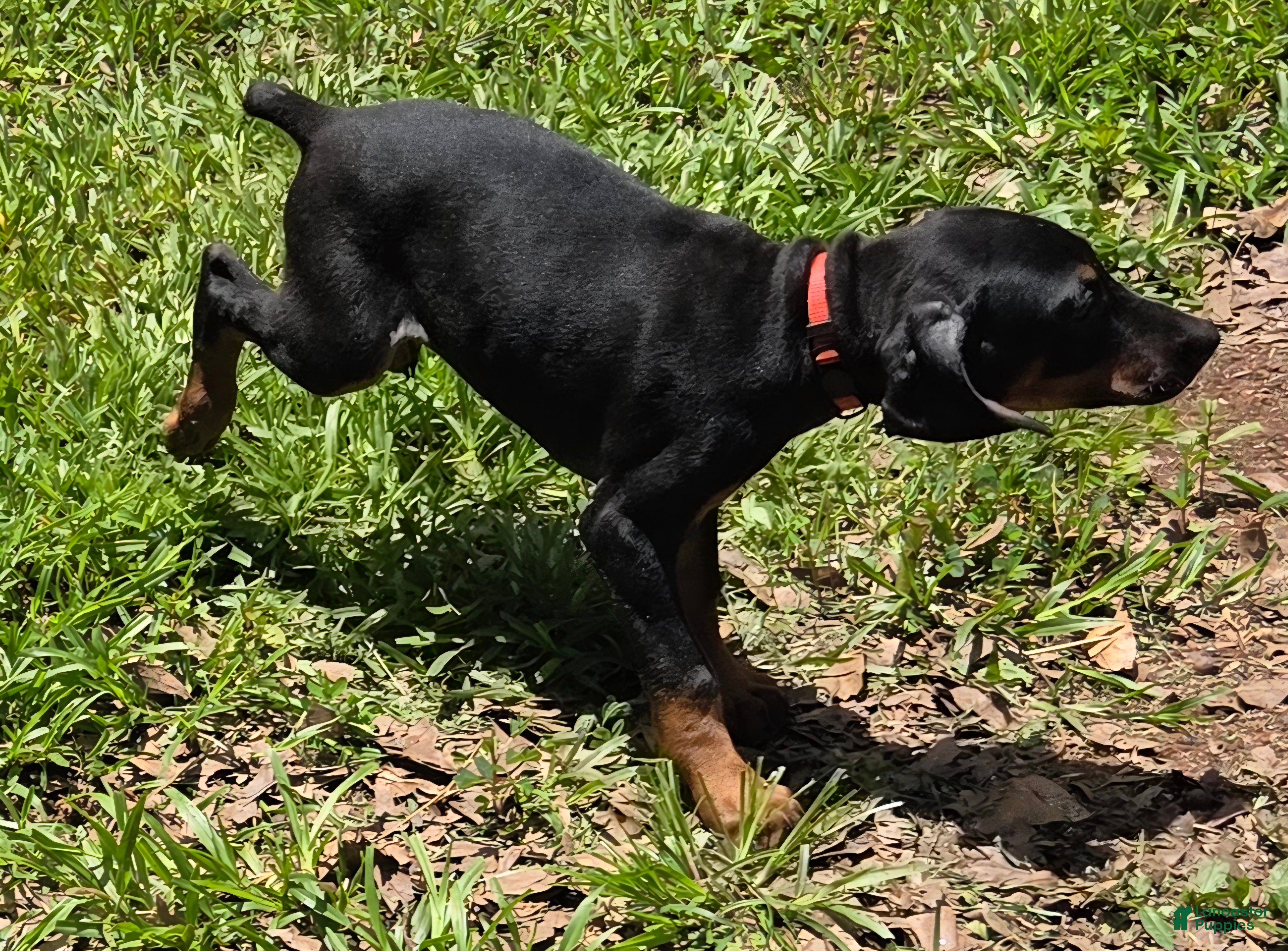 Doberman Pinscher dogs Nova - Ad 1