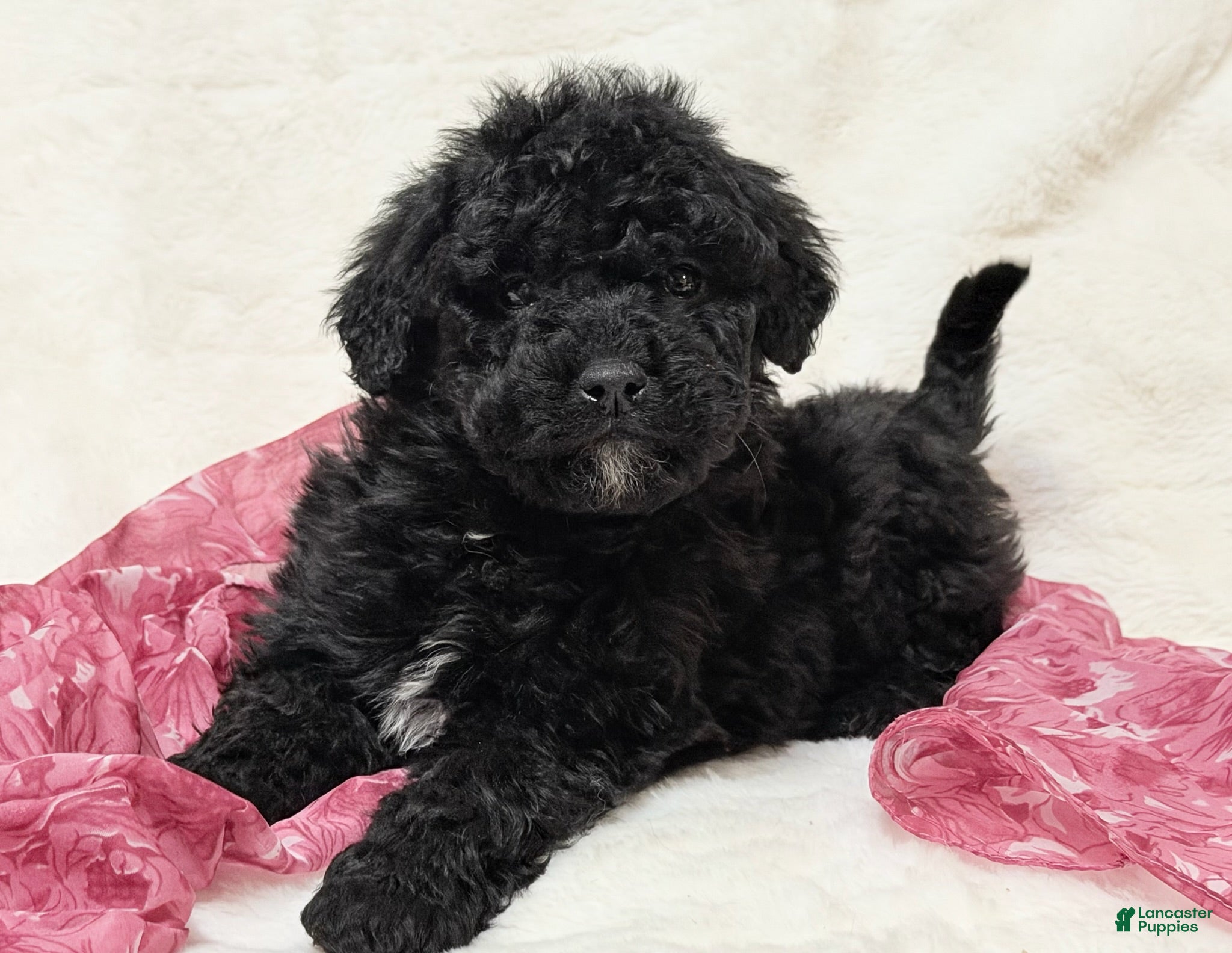 Mini Bernedoodle dogs Queenie - Ad 19