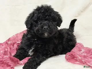 Mini Bernedoodle dogs Queenie - Ad 19