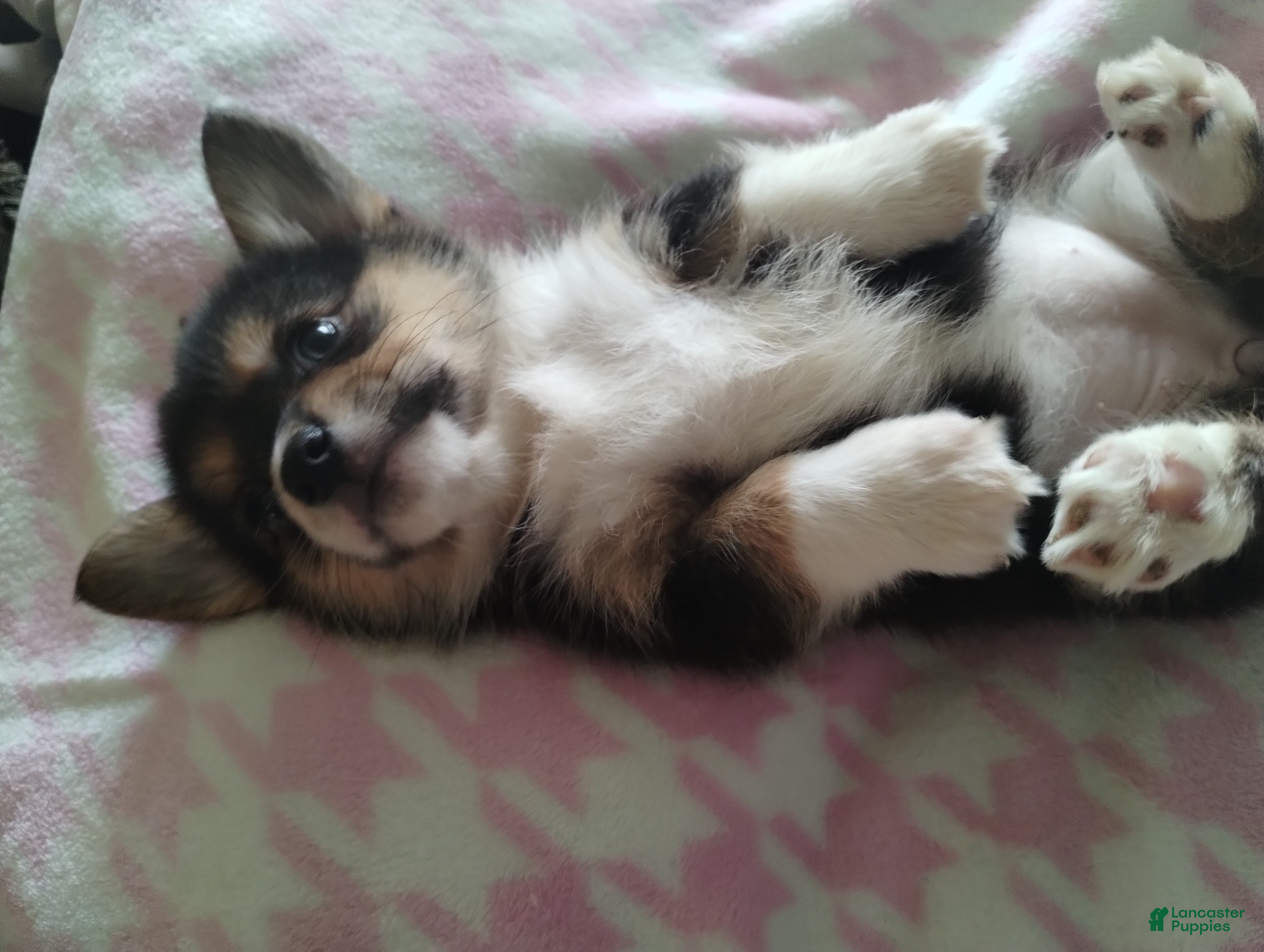 Welsh Corgi Pembroke dogs Welsh Corgi Pembroke Puppy 2 - Ad 1