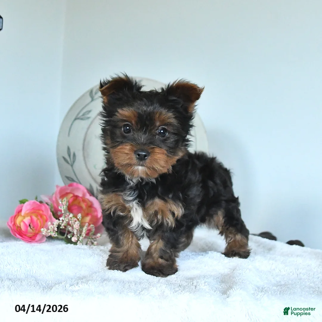 Yorkshire Terrier dogs for sale: Jordan - Ad 2