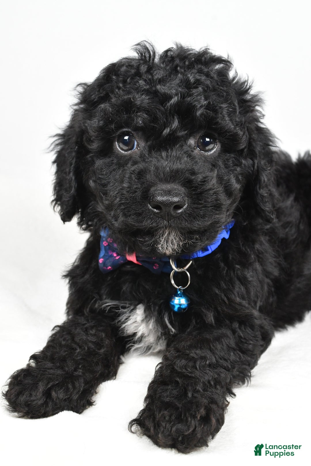 Cavapoo dogs for sale: Sterling - Ad 3