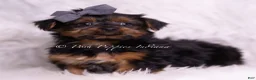 Yorkshire Terrier dogs for sale: Meeko - Ad 2
