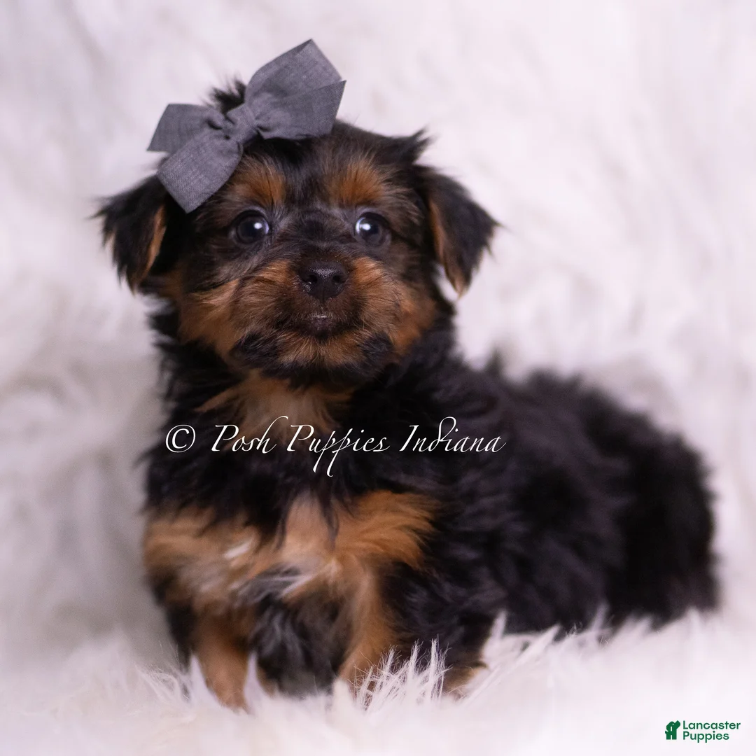 Yorkshire Terrier dogs for sale: Meeko - Ad 2