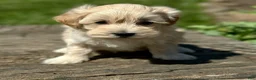 Maltipoo dogs for sale: Daisy - Ad 9