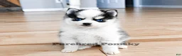Pomsky dogs for sale: Lulu Micro Pomsky - Ad 3