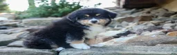 Miniature Australian Shepherd dogs for sale: LINCOLN [ new pictures] - Ad 6