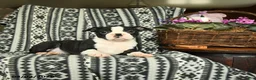 Boston Terrier dogs for sale: Kennedy - Ad 3
