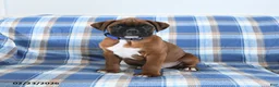 Boxer dogs for sale: Chocolate - Ad 4