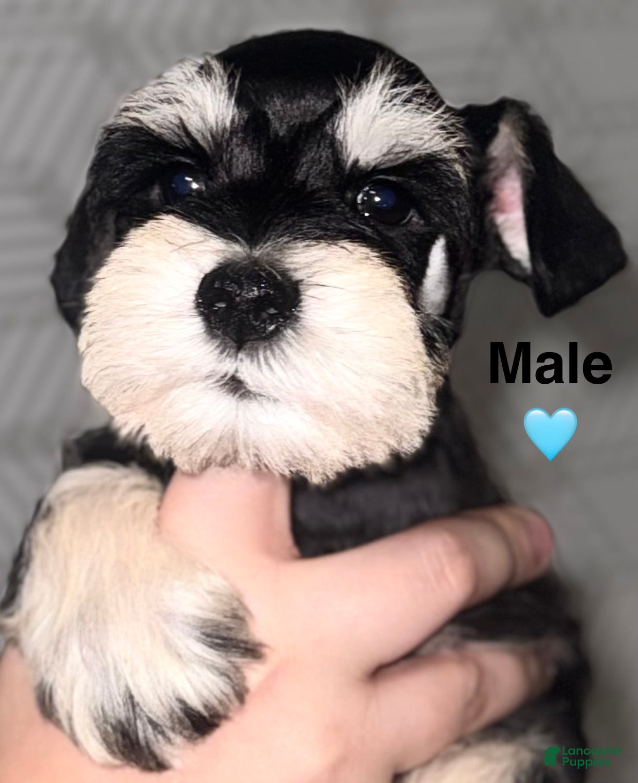 Miniature Schnauzer dogs Miniature Schnauzer Puppy 2 - Ad 8