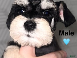 Miniature Schnauzer dogs Miniature Schnauzer Puppy 2 - Ad 8