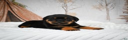 Rottweiler dogs for sale: Kara - Ad 11