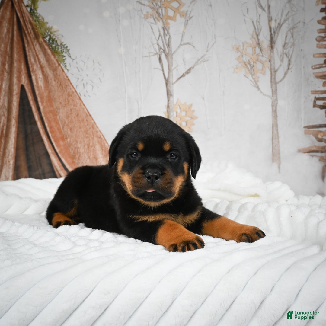 Rottweiler dogs for sale: Kara - Ad 11