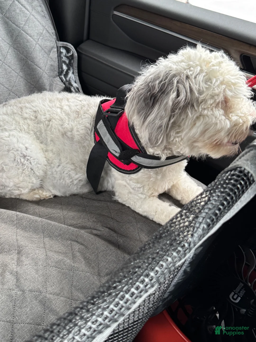 Mixed Breed dogs for sale: Snoopy - Ad 2
