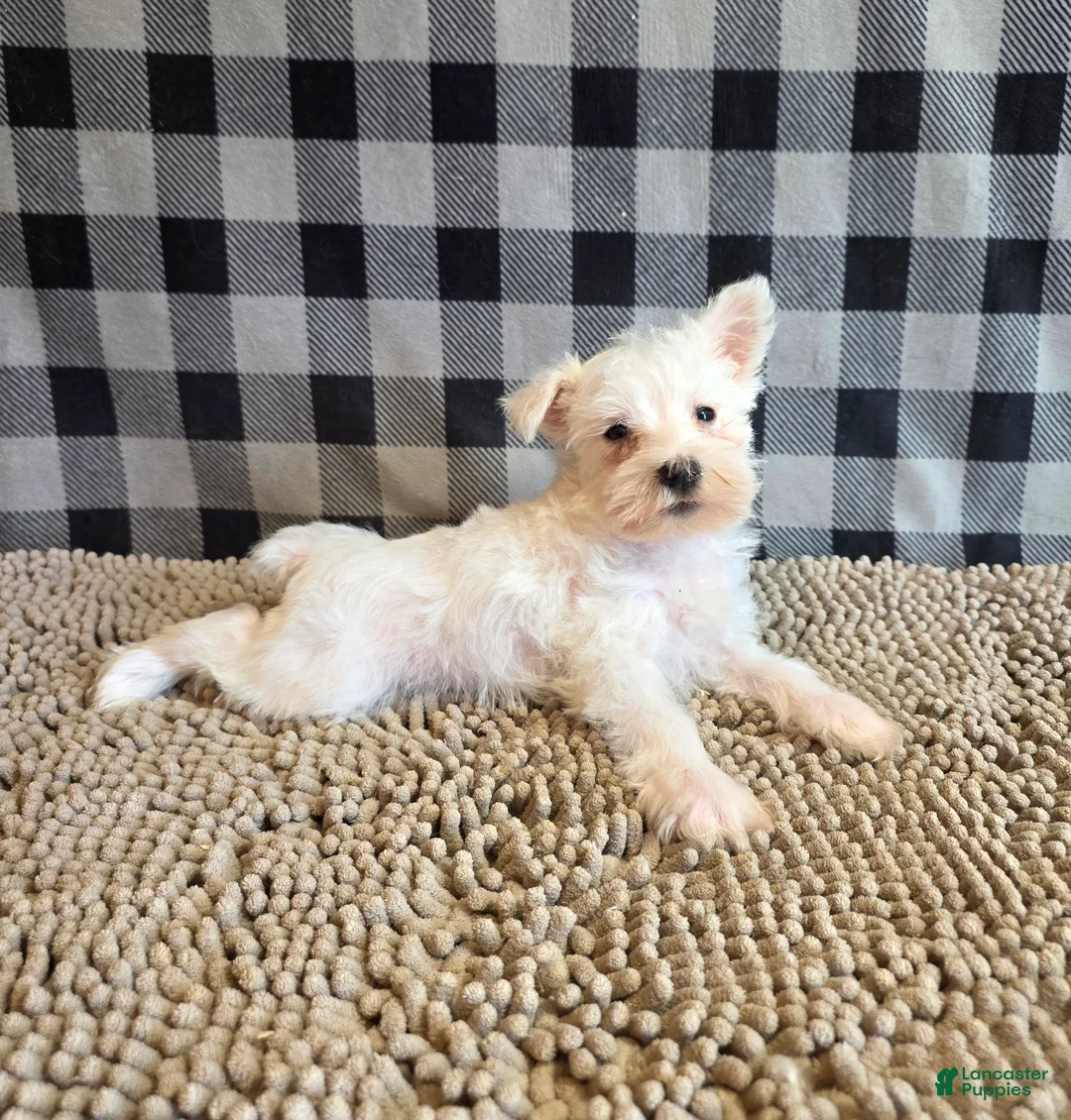 Miniature Schnauzer dogs for sale: Seth - Ad 1