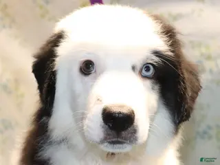 Miniature Australian Shepherd dogs Btm mismark - Ad 39