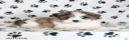 Malshi dogs for sale: Roo   - Ad 4