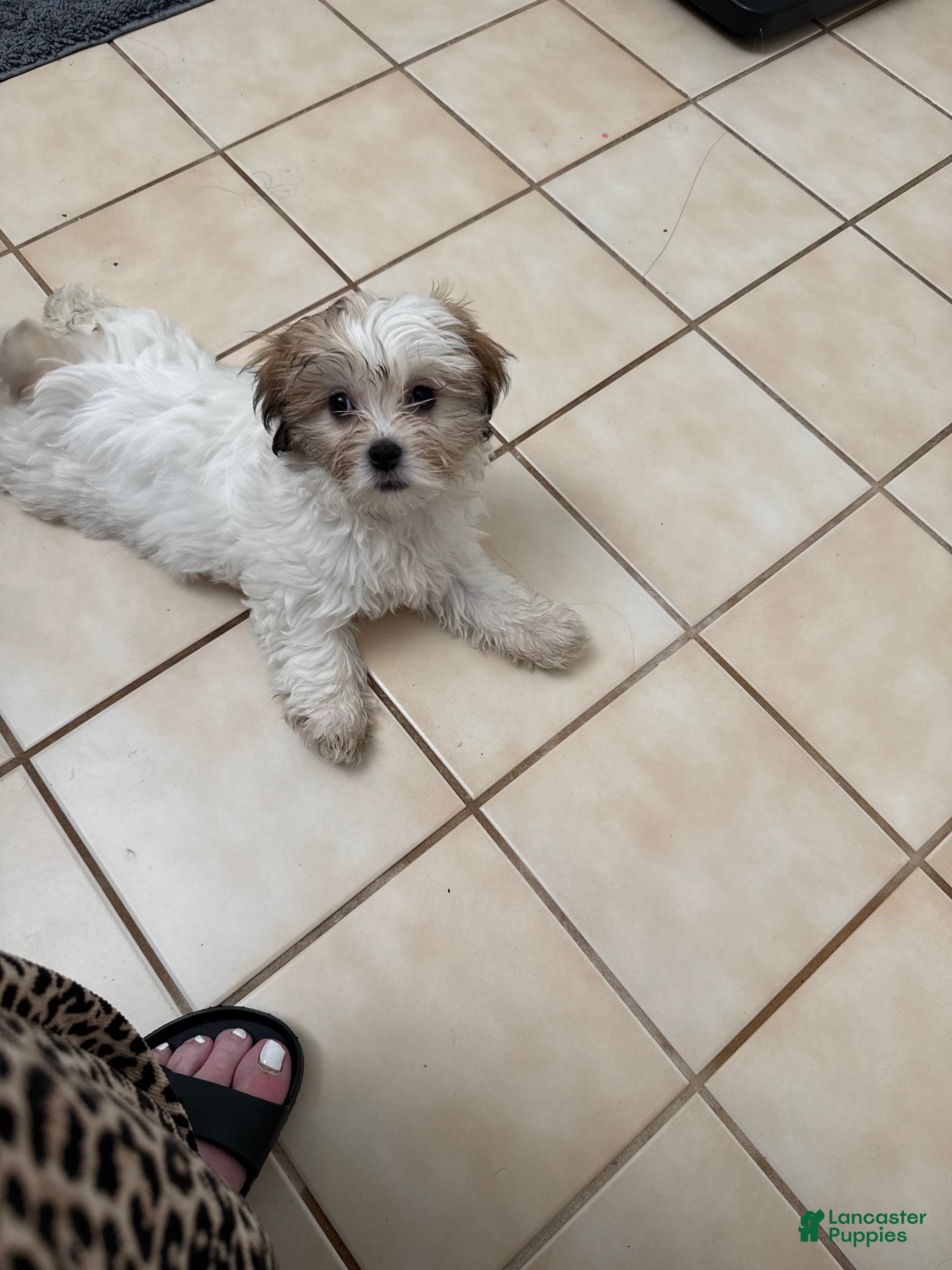 Mixed Breed dogs Mixed Breed Puppy 1 - Ad 1