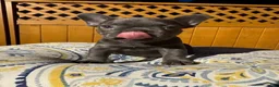 French Bulldog dogs for sale: Miss Chief (aka Mischief) - Ad 4