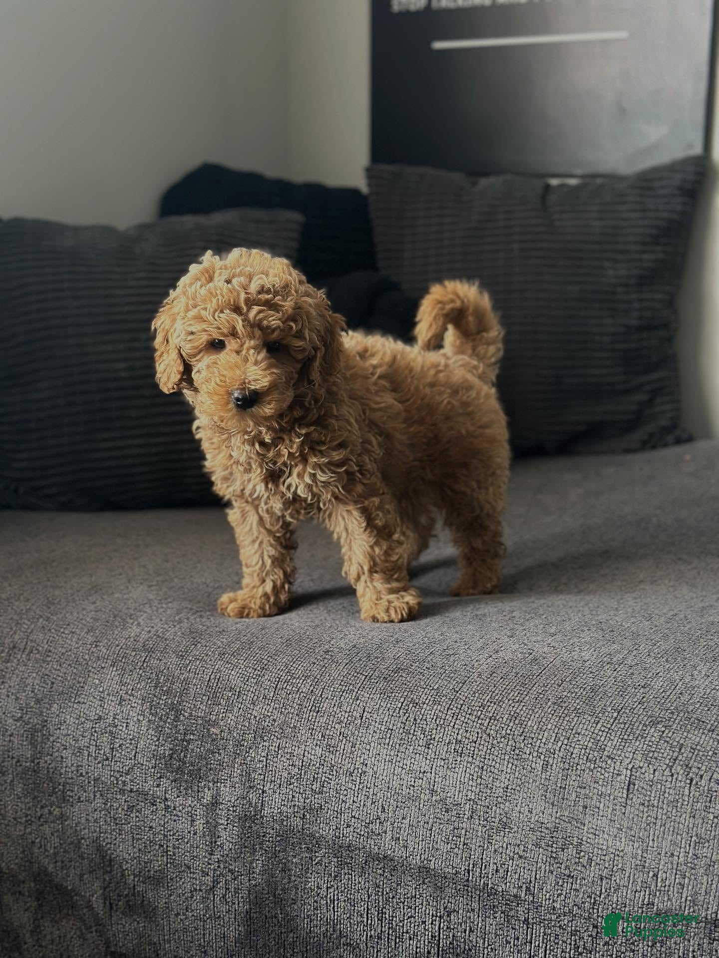 Mini Goldendoodle dogs Dedra - Ad 5