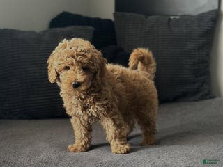 Mini Goldendoodle dogs Dedra - Ad 5