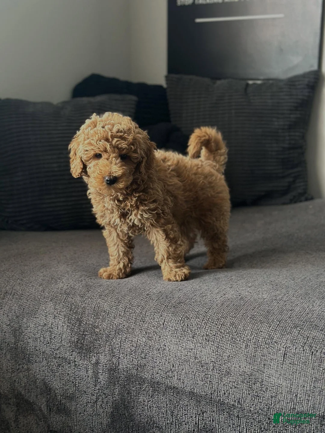 Mini Goldendoodle dogs for sale: Dedra - Ad 1