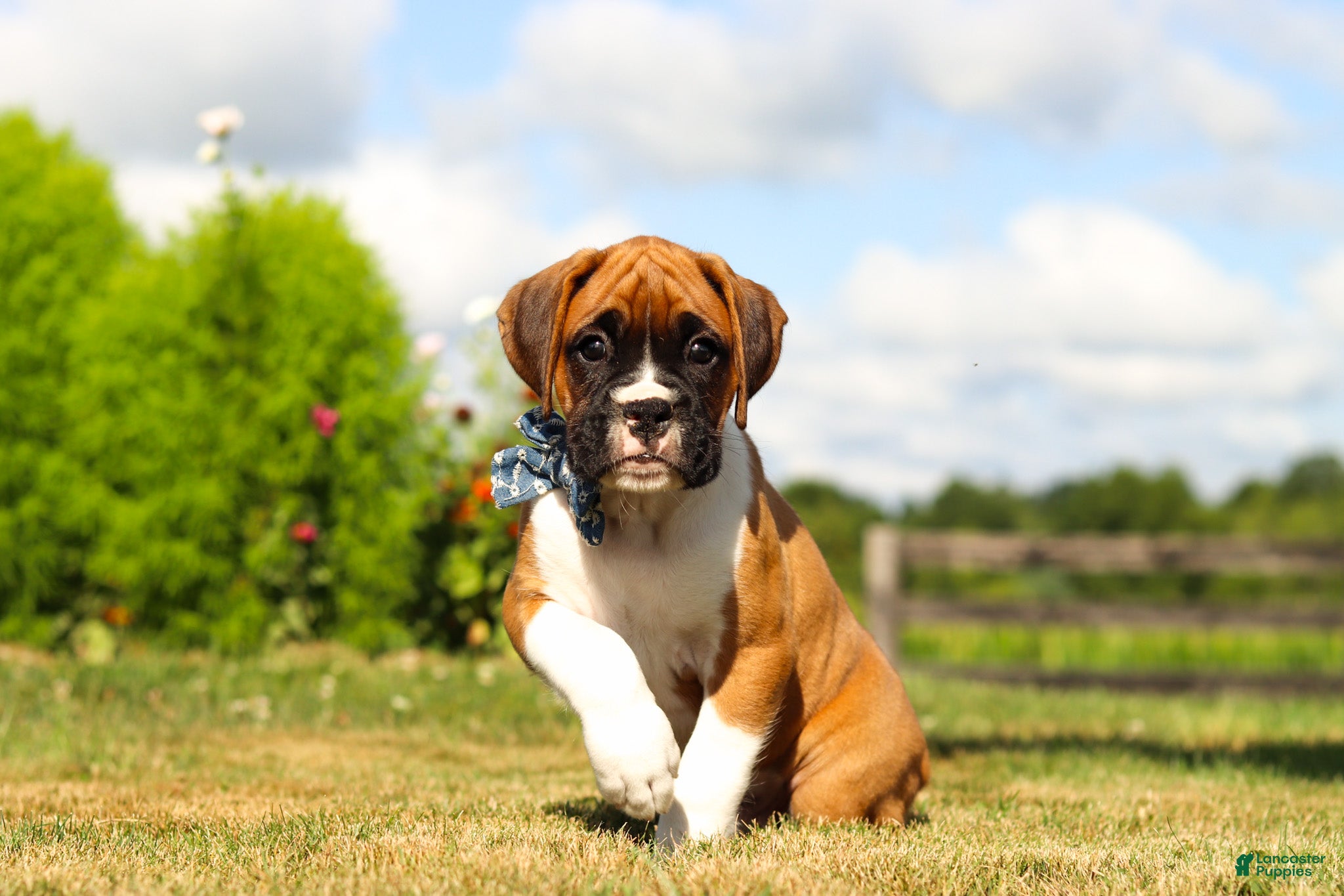 Boxer dogs Blane - Ad 2