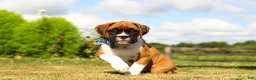 Boxer dogs for sale: Blane - Ad 2