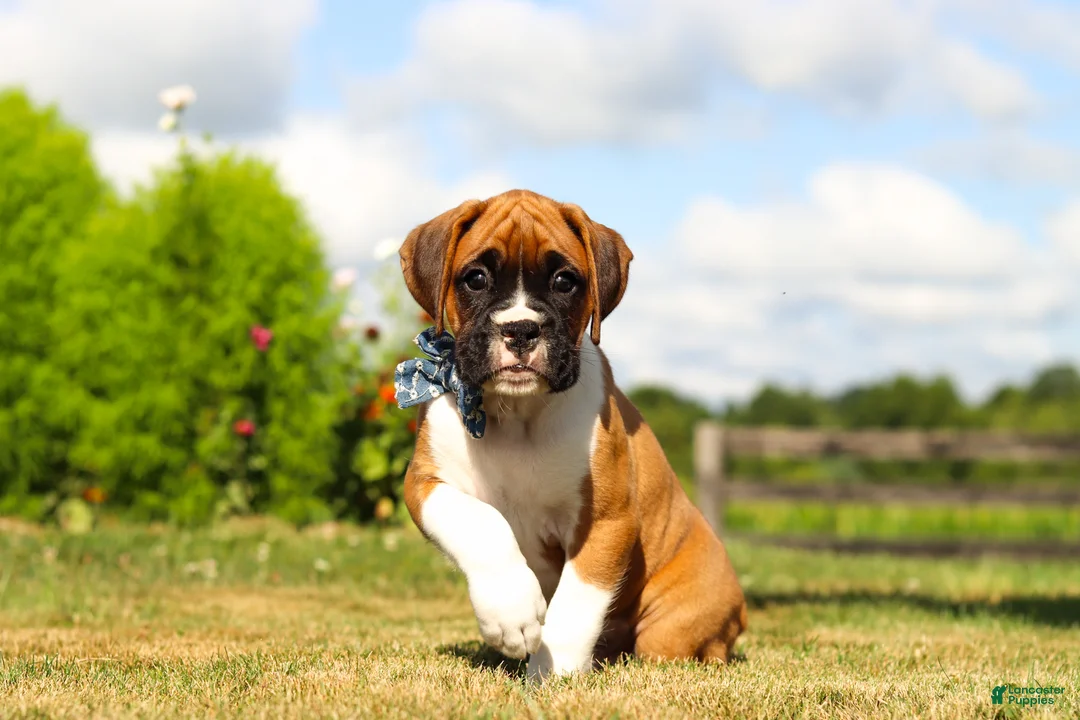 Boxer dogs for sale: Blane - Ad 2