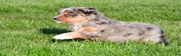 Miniature Australian Shepherd dogs for sale: Austin - Ad 8