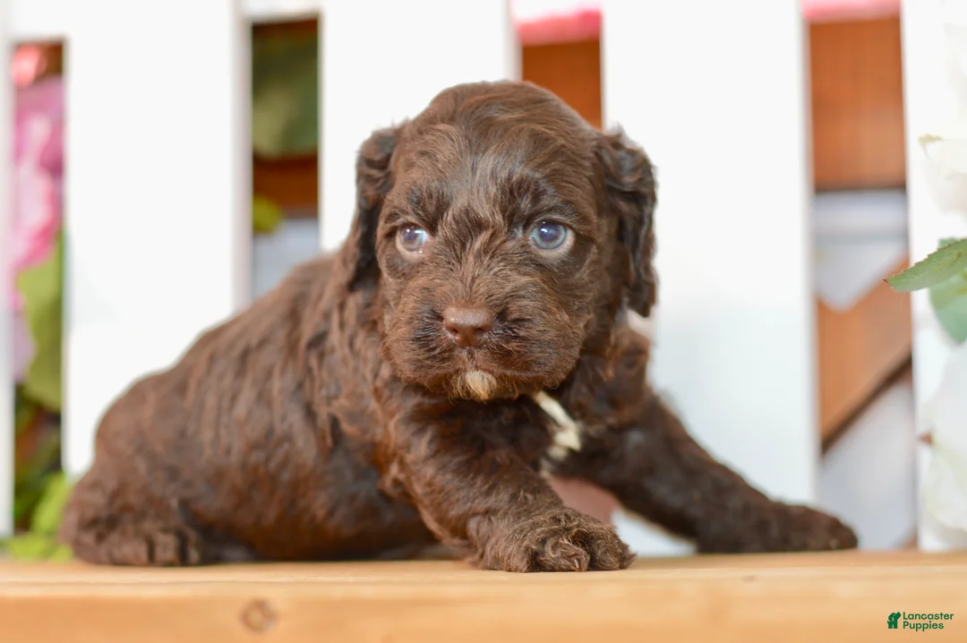 Cockapoo dogs for sale: Claire - Ad 1